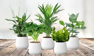 Five Air-Purifying Plants