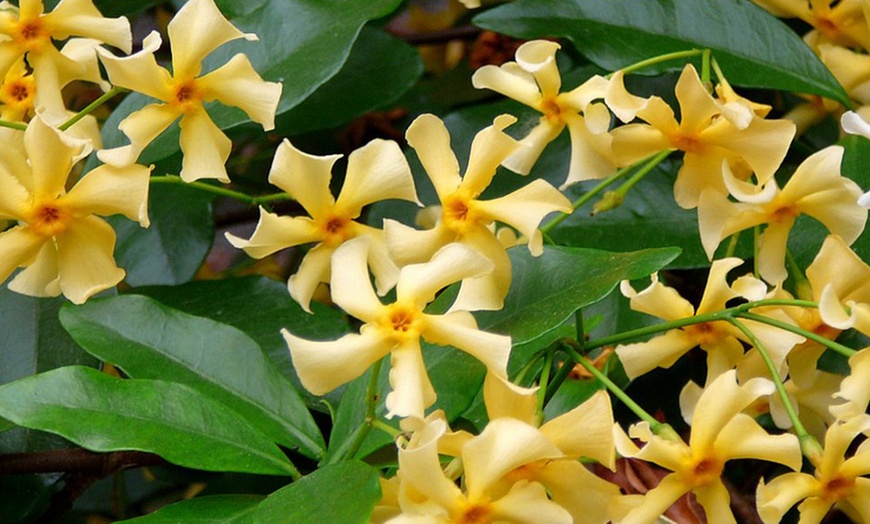 Image 1: Star of Tuscany Jasmine Plant