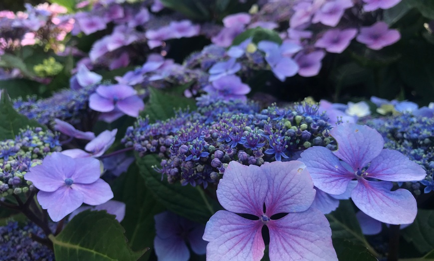 Image 1: Hydrangea Summer Glow