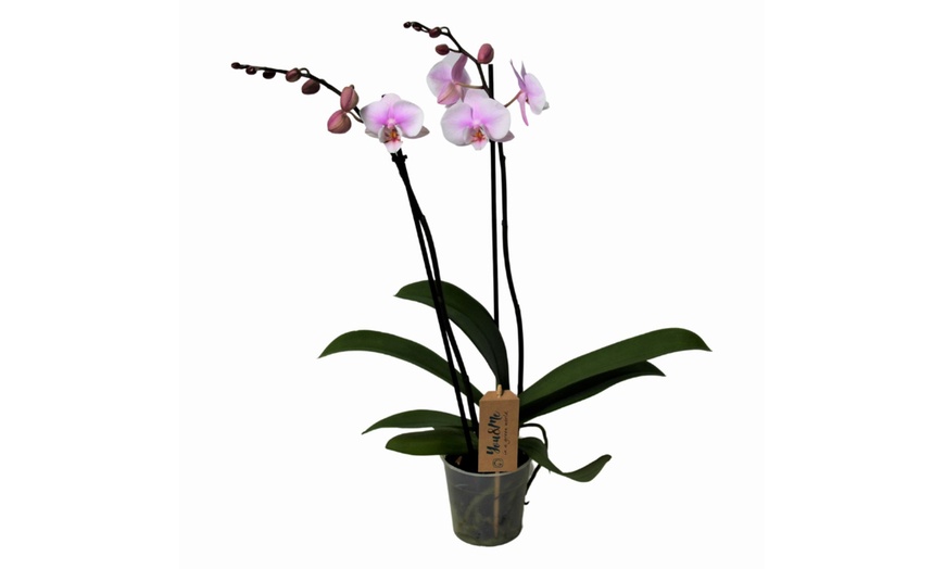 Image 9: Orchidée phalaenopsis