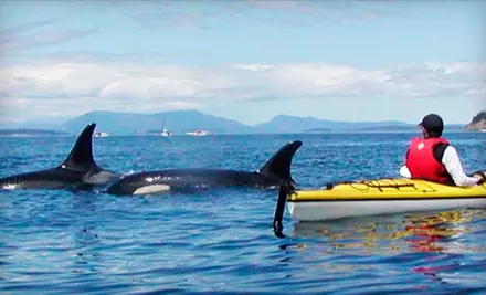 San Juan Island Kayaking Tour for One, Two, or Four from Crystal Seas Kayaking (Up to 53% Off) - Primary Image