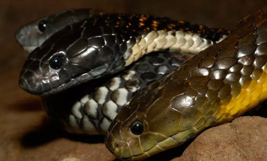 Image 5: One Child, Adult or Family Pass at Ballarat Wildlife Park