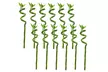 6 ou 12 plantes de bambou porte-bonheur d'une hauteur de 40-50 cm - Image 6