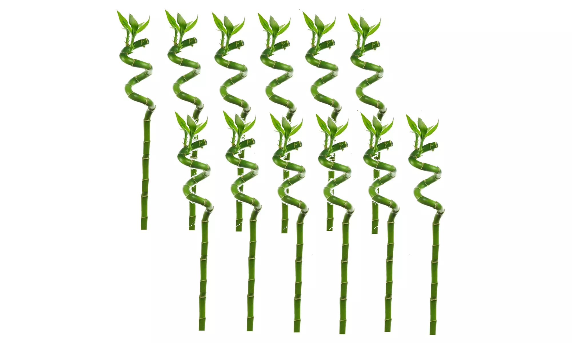 6 ou 12 plantes de bambou porte-bonheur