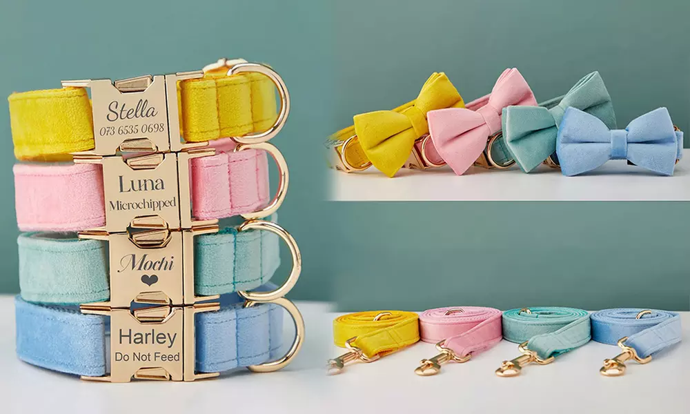 Grab paw-some Custom Pet Collars for your furry buddies