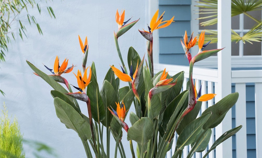 Image 1: Lot de 3 ou 6 Strelitzia Reginae ou "oiseaux de paradis"