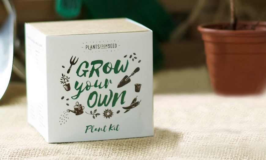 Image 2: Grow Your Own Christmas Tree