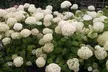 1, 2 of 4 Hortensia Strong Annabelle - Image 4