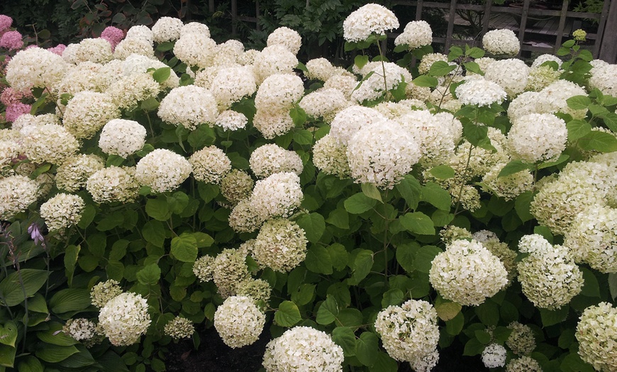 Image 4: Hortensia Strong Annabelle