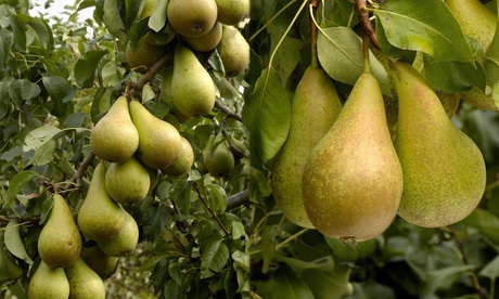 1 o 2 alberi XL di pero Pyrus Conference