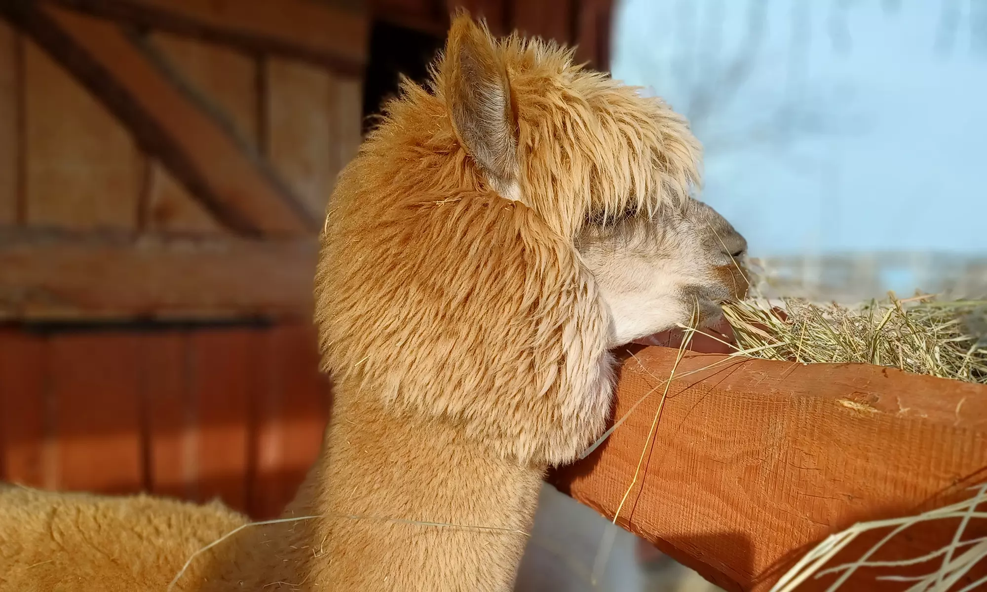 Wejście do zagrody alpak i karmienie