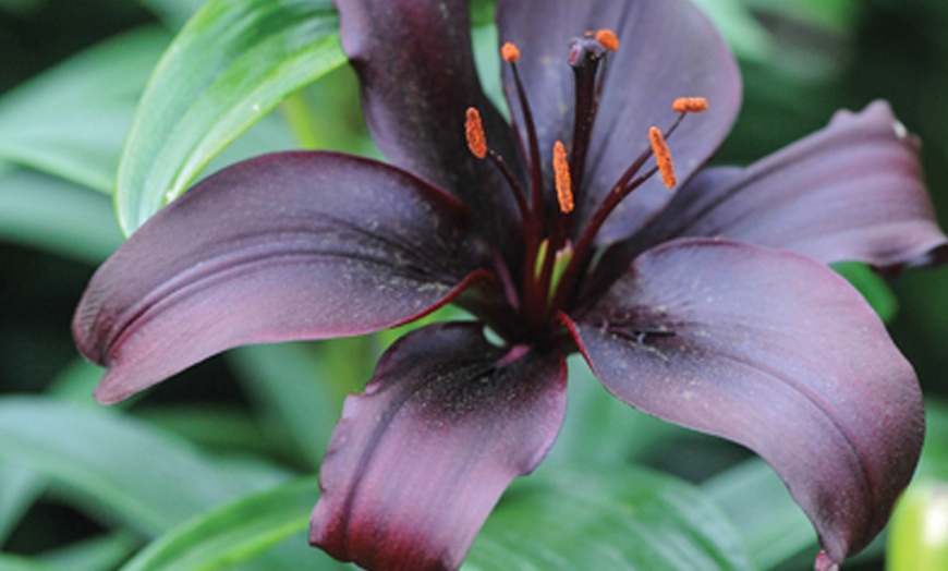 Image 1: 5 or 10 Black Jewel Lily Bulbs