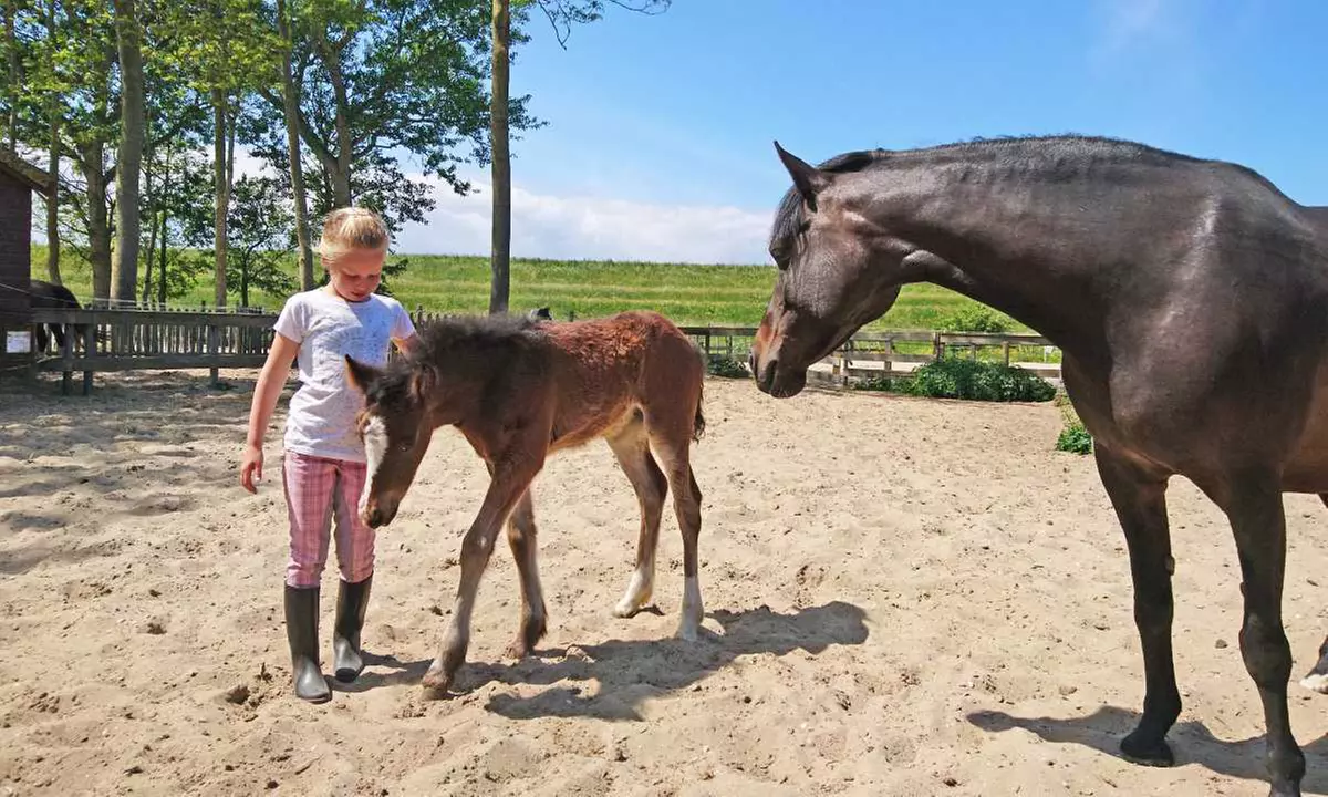 Westfriesland: Safari Lodge oder Ferien-Villa, opt. mit Wellness