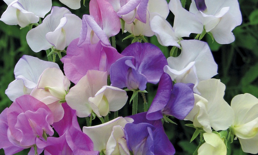 Image 4: Sweet Pea 'Scent Infusion' Premium Multisown Plug Plants