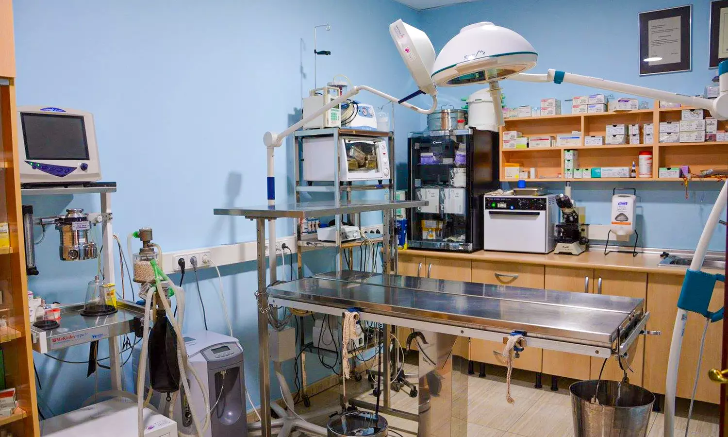 Higiene bucal para 1 o 2 mascotas