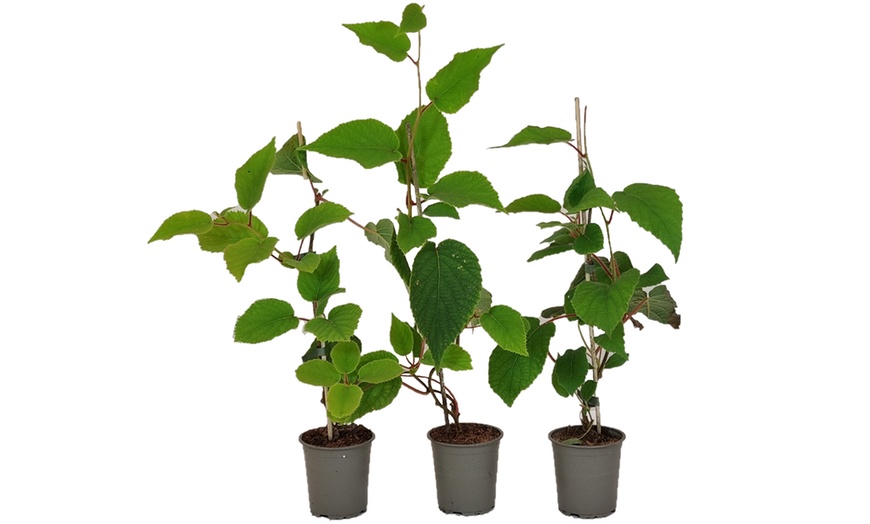 Image 4: Conjunto de Actinidia deliciosa 'Jenny'