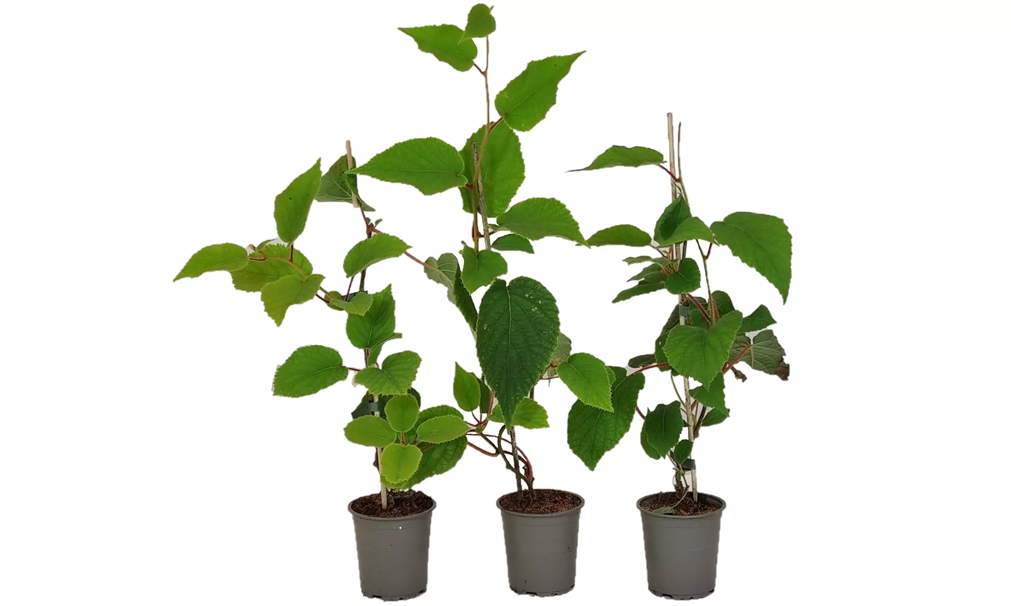 Conjunto de Actinidia deliciosa 'Jenny'