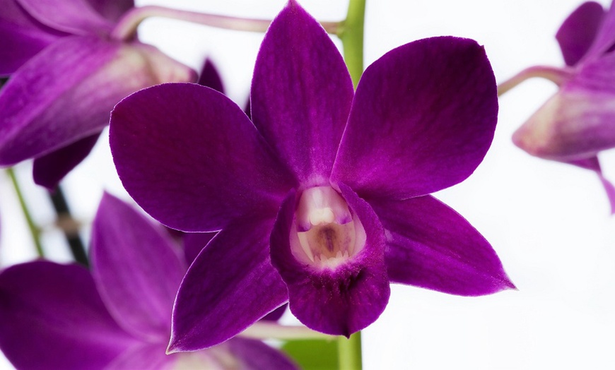 Image 5: Orchidées Dendrobium sa-nook