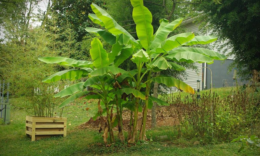 Image 4: Potted Outdoor Banana Plants
