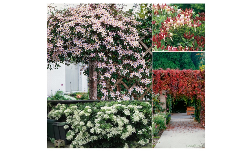 Image 2: Mix de 8 plantes grimpantes de Gardenzo