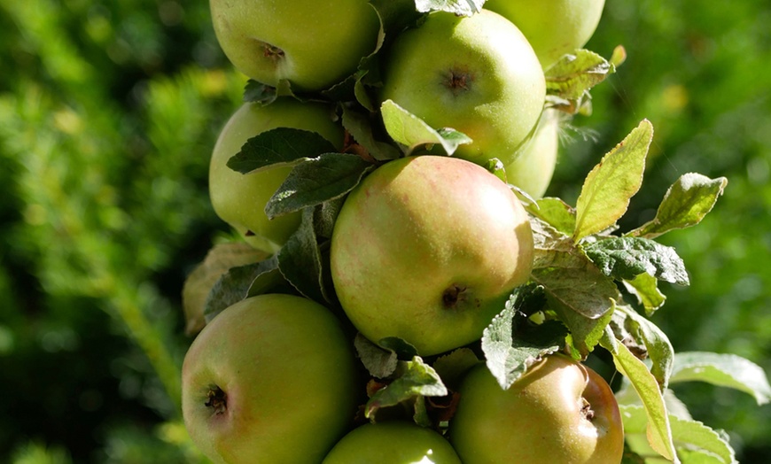 Image 9: Fruit Tree Dwarf Patio Collection - 3 Potted Plants