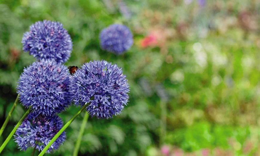 Image 2: Mixed Allium Collection - 105 or 210 Bulbs