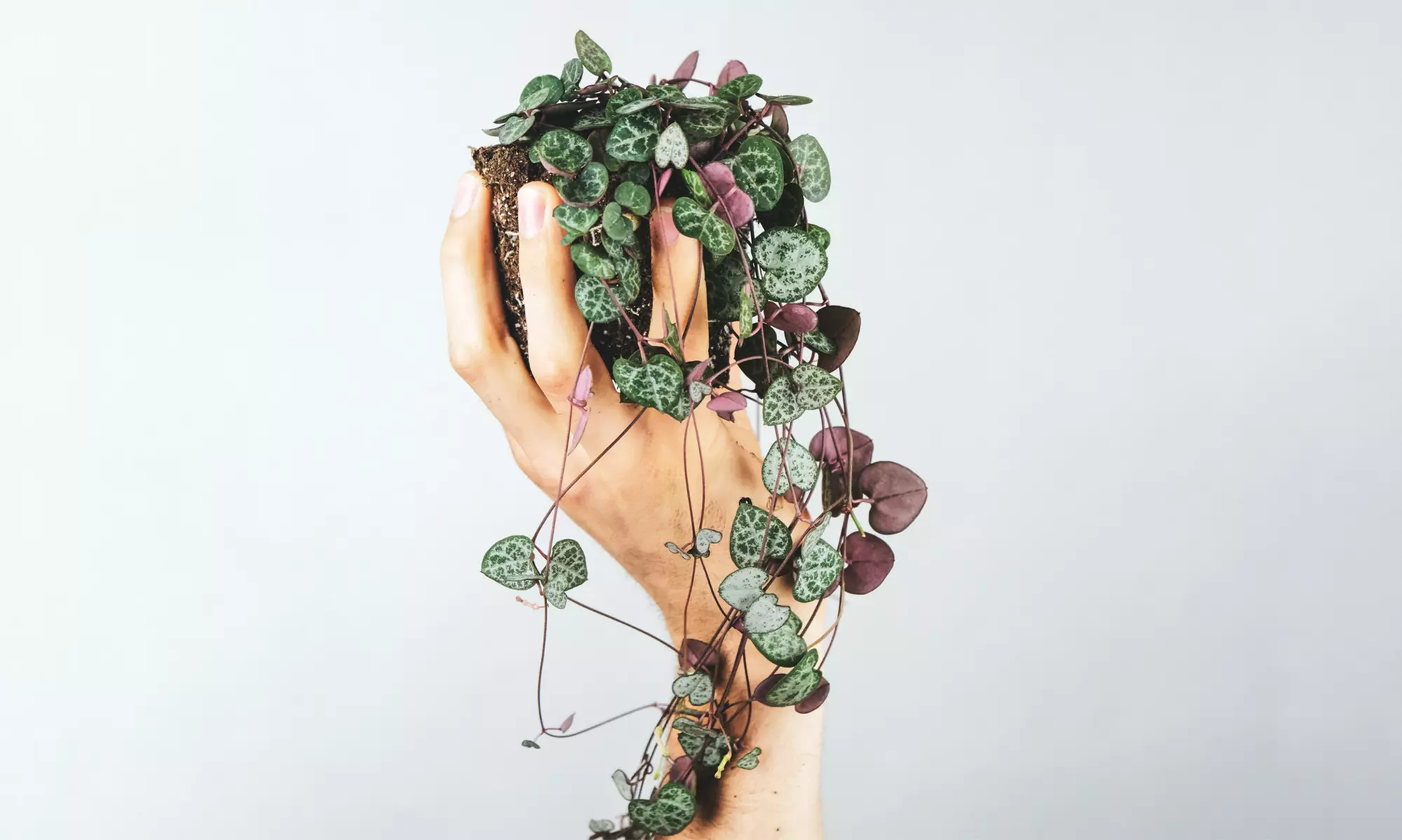 1 ou 2 plantes Ceropegia 'String of Hearts' - Image 7