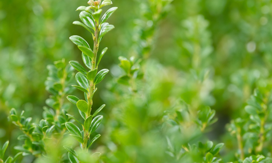 Image 5: 1x oder 2x Japanische Stechpalme "Ilex Crenata Jenny"