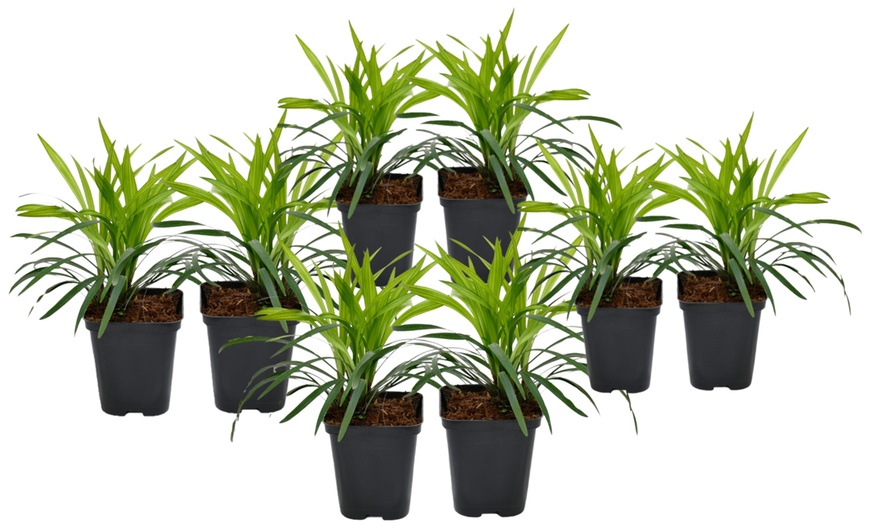 Image 3: Set da 4 o 8 piante Liriope Muscari