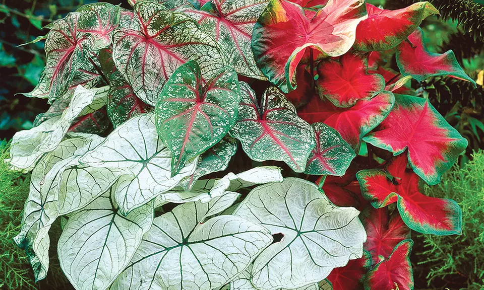 Mixed Caladium Rainbow Plant Bulbs (5-Count) - Primary Image