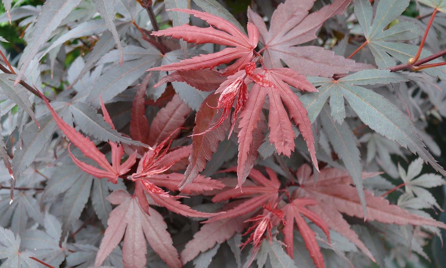 Image 3: Érables palmés acer palmatum