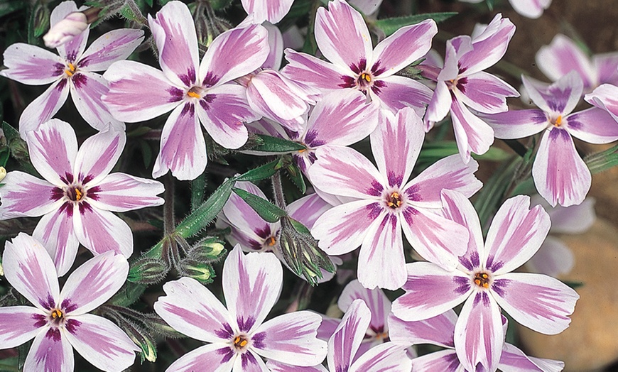 Image 5: 5, 10, 20 or 50 Phlox Creeping Collection Plug Plants