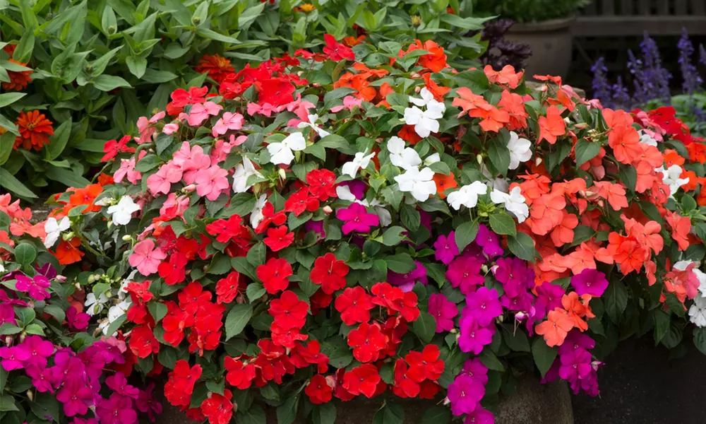 Busy Lizzie 'Beacon Mixed’ - 12, 30 or 60 Plants