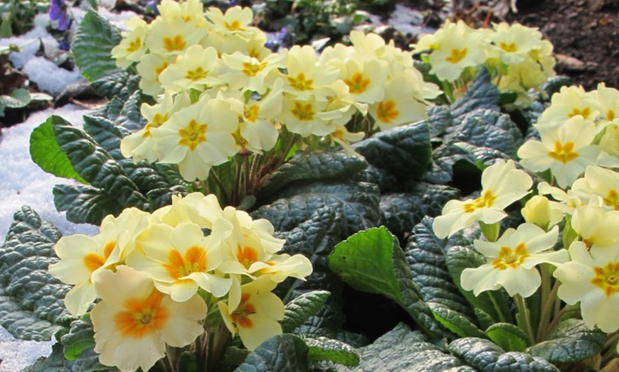 Image 1: 15 or 30 Primrose 'Everlast' Hardy Perennial Garden-Ready Plants