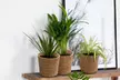 Lot de 4 plantes purificatrices d'air, cache-pots inclus - Image 4