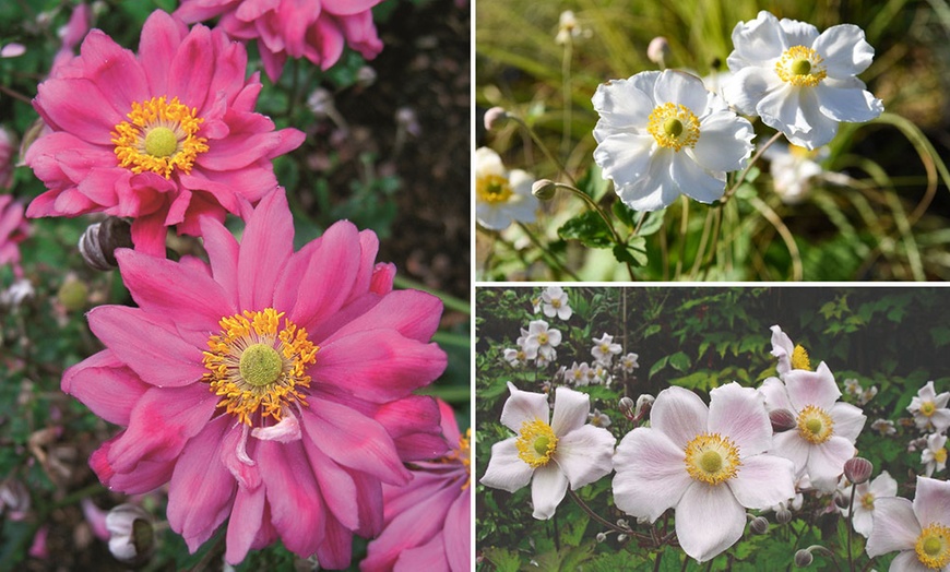 Image 6: Perennial Plant Collection Japanese Anemone, Echinacea and Delphinium