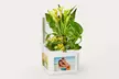 Luxury Lush House Plants from ProFlowers for Every Milestone Celebration (Up to 50% Off) - Second Medium