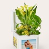 Image 7: ProFlowers: Same-Day Live Plants for Life's Special Moments (Up to 45% Off)