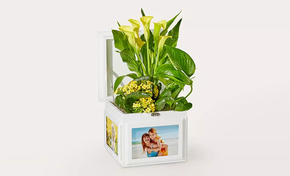 ProFlowers: Elegant Plants for Life's Special Moments (Up to 50% Off)