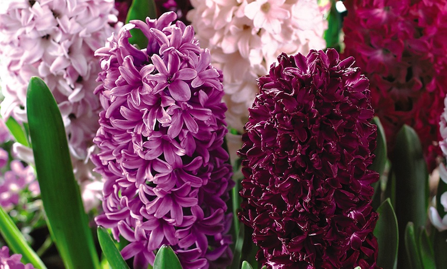 Image 2: Scented Hyacinth 'Berries and Cream' Mixture - 8, 16 or 32 Bulbs