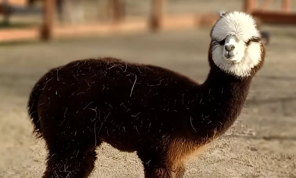 Wejście do zagrody alpak i karmienie