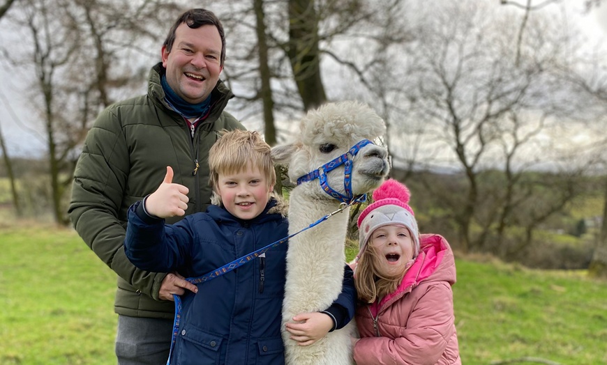 Image 4: Miniature Donkey & Alpaca Experience