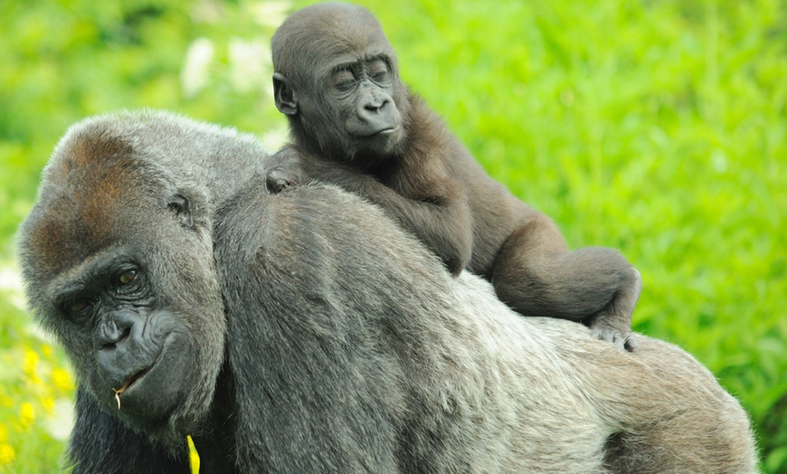 Image 2: Eintrittskarte für GaiaZOO