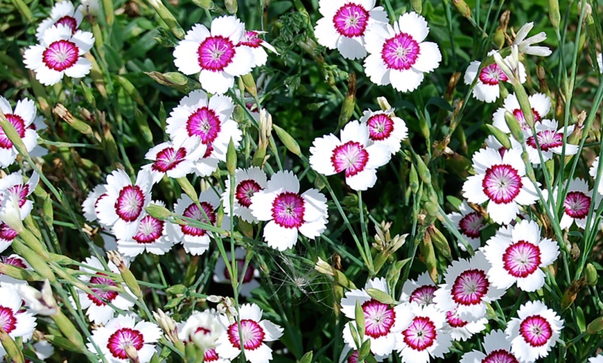 Image 6: Cottage Garden Plug Plants
