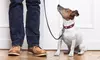 Five Dog Walks from North Paws Pet Care (51% Off)