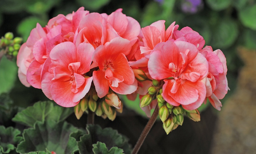 Image 2: 5, 15 or 30 Jumbo Plug Plants of Geranium Giant
