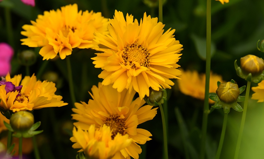 Image 4: Cottage Garden Plug Plants
