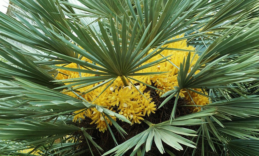 Image 3: Winterhardy Dwarf Palm Tree