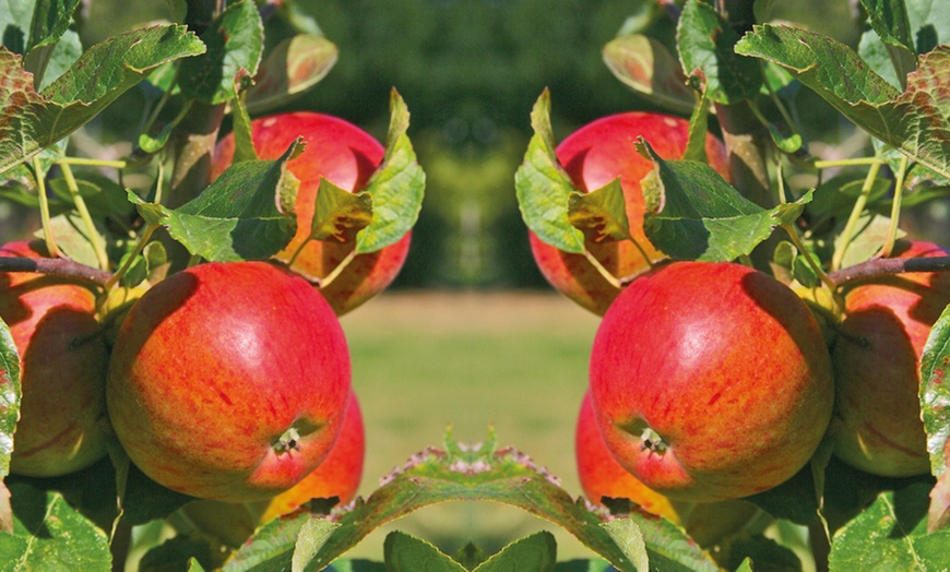 Image 2: Apple and Pear Orchard Fruit Trees - Bare Root Plants