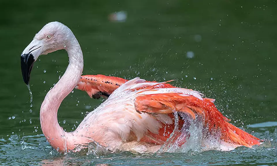 Discover Diverse Wildlife this Easter with Immersive Animal Experiences at Banham Zoo Norwich